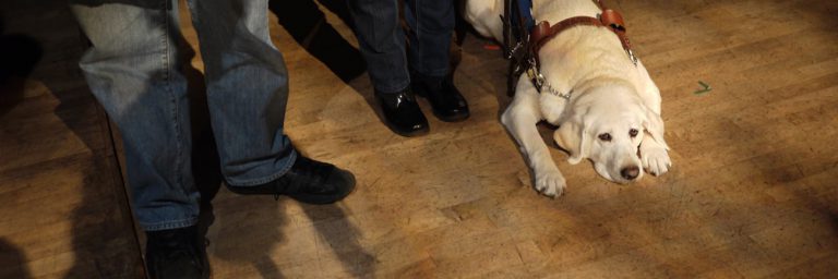 photo: blonde guide dog relaxing onstage (Rick Waines/Surrey Arts Centre)